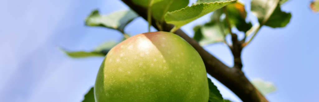 Autocueillette de pommes poires et prunes au Québec