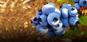 Bleuets sauvages du Québec