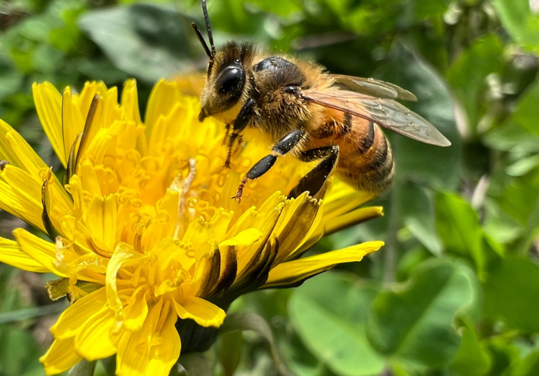 Miel brut de printemps biologique - 500 g – Douceurs des Appalaches