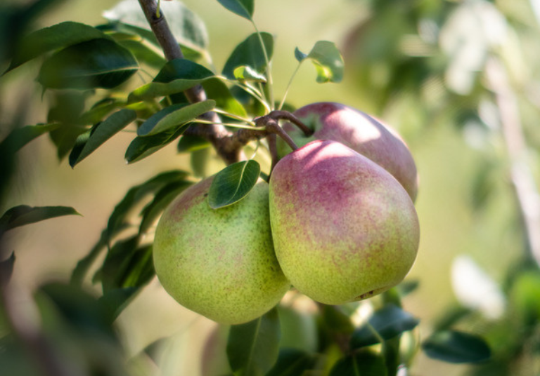Labonte-de-la-pomme-Verger-Miellerie-Cabane-a-pommes
