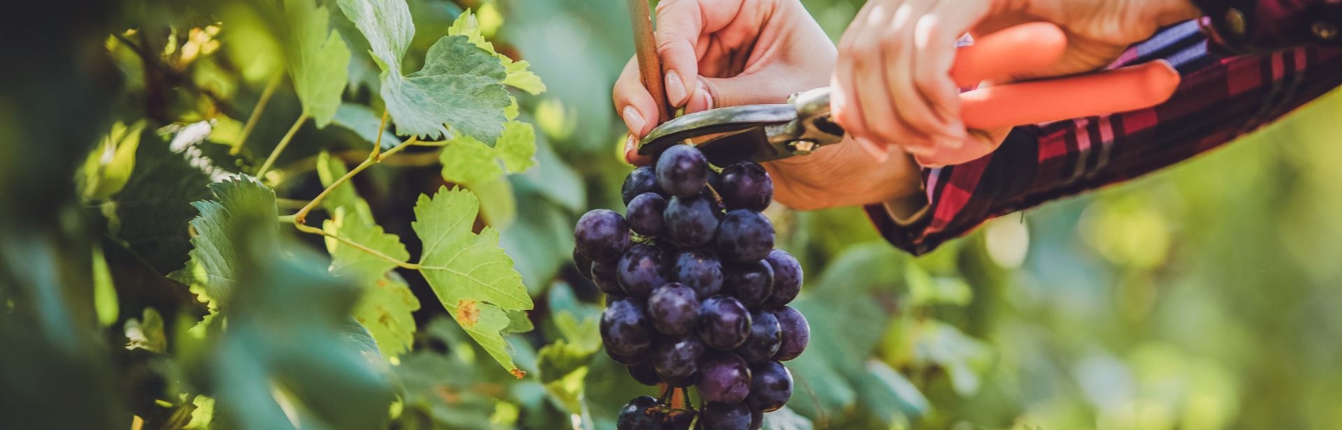 Lot de 6 DESSOUS DE VERRE en carton - RAISIN + VIGNE + VENDANGES