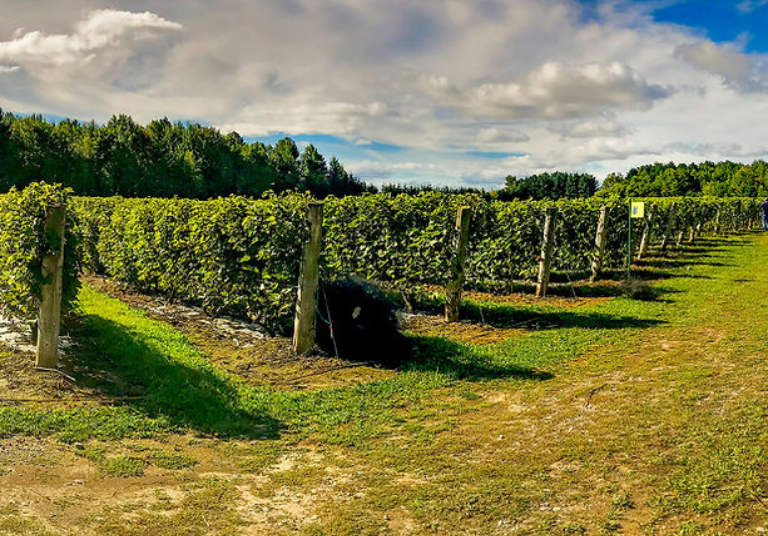 Vignoble Côte de Vaudreuil