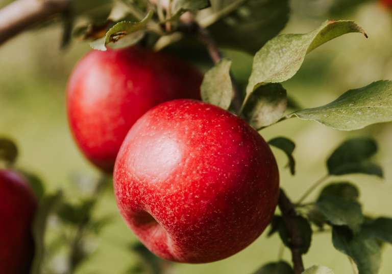 Verger À la Croisée des Pommes