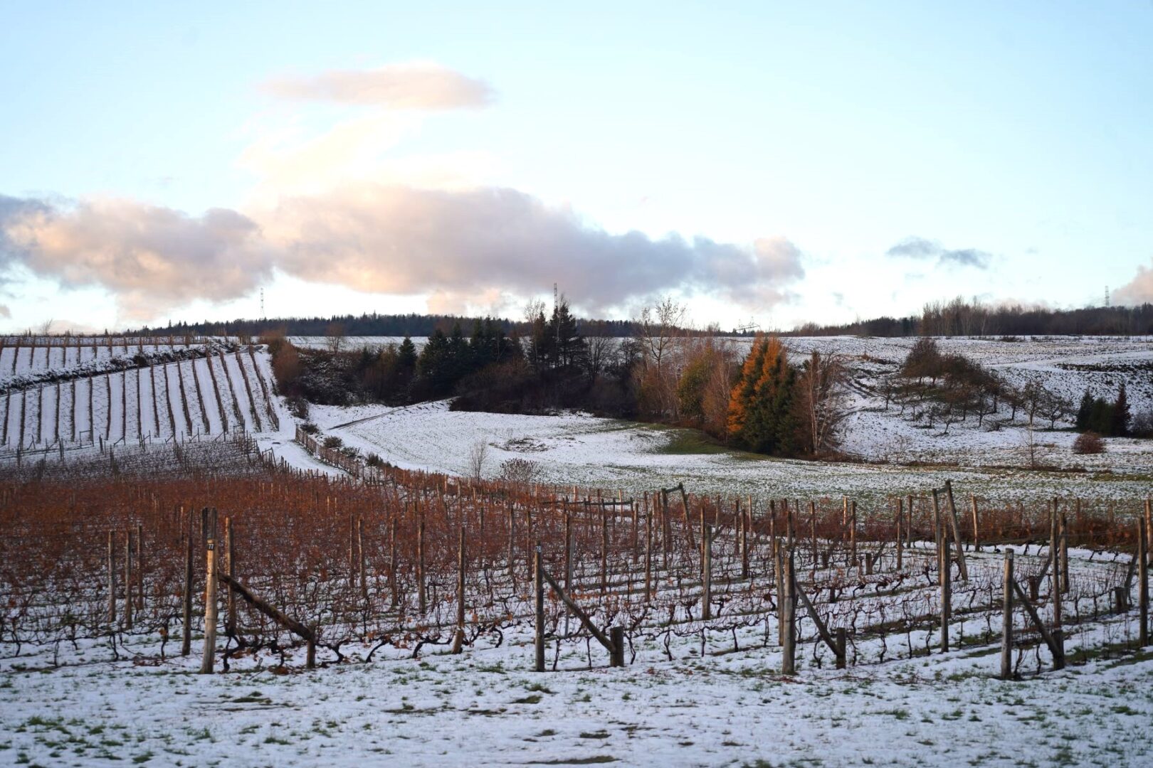 Vignoble hiver Terroir et Saveurs du Québec