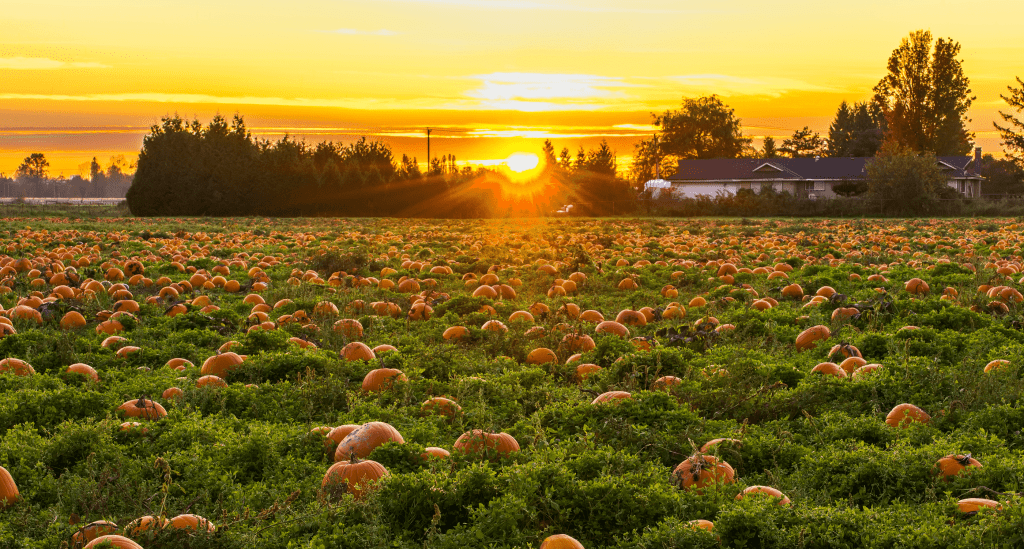 Champs de citrouilles