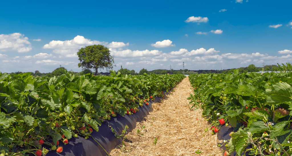 Champs de fraises