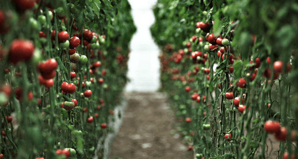 Conception et réalisation d'événements gourmands - Jardins