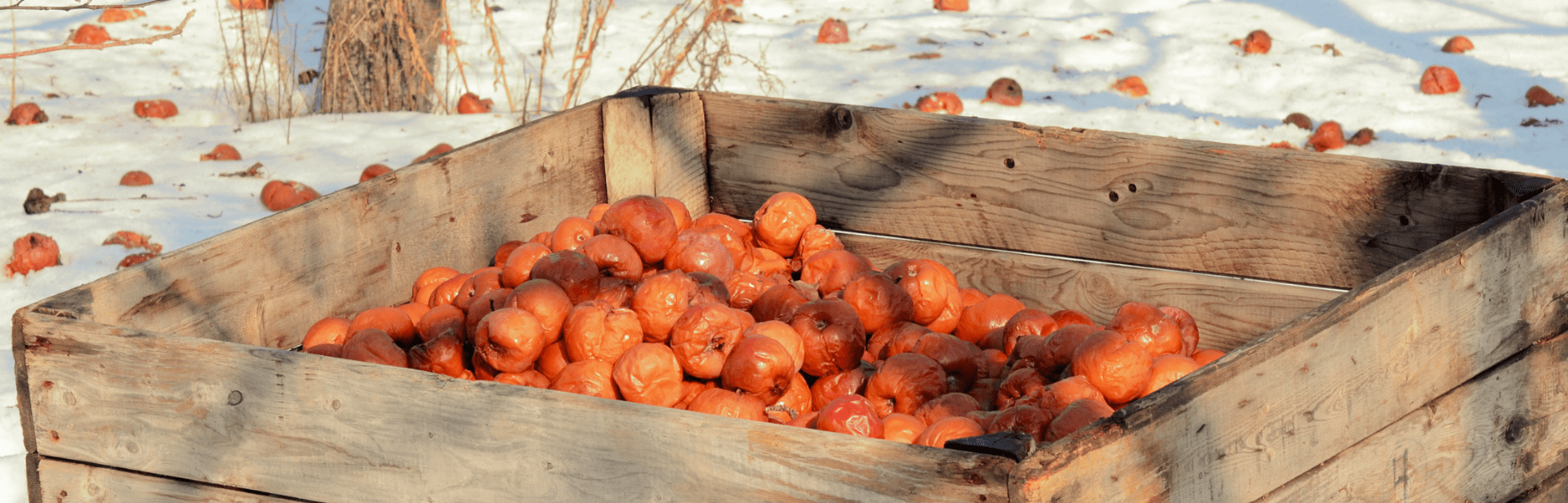 Cidre de glace